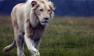 Image result for Lion HD 1080P