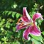 Image result for Orange Stargazer Lily