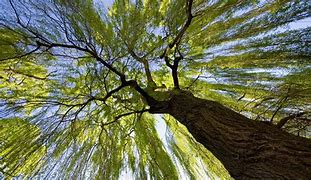 Image result for Tree Bark From Worms Eye View