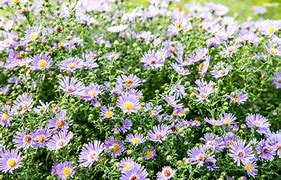 Image result for Aster Flower Plant