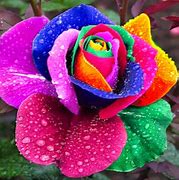 Image result for 10 Most Beautiful Flowers