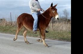 Image result for Haflinger Mule