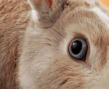 Image result for Bunny Eyes