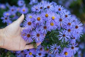 Image result for aster garden care