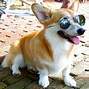 Image result for Best Corgi