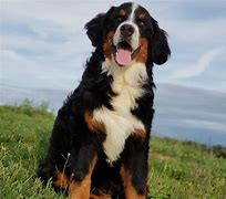 Image result for Large Bernedoodle