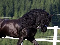 Image result for Friesian Horse Wallpaper