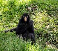 Image result for Black Hooded Spider Monkey