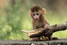 Image result for Baby Monkey G