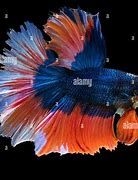 Image result for Blue Fish with Long Tail Fin