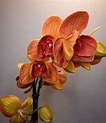 Image result for Orange Houseplants