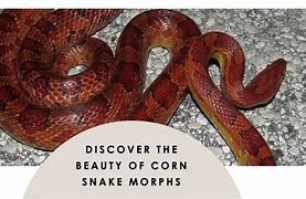 Image result for corn snake morphs