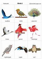 Image result for Birds for Kids