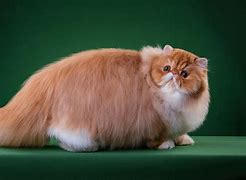 Image result for Fluffy Ginger Cat