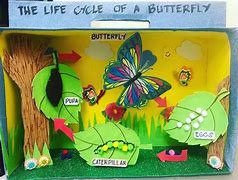 Image result for A Butterflies Life Cycle