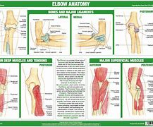 Image result for Normal Elbow Joint