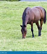 Image result for Brown Quarter Horse Stallion