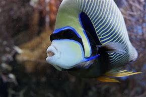 Image result for Zebra Butterfly Fish Saltwater