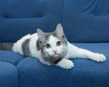 Image result for Gray Cat with Spots