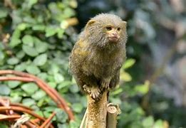 Image result for Pygmy Marmoset Tree Sap