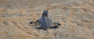 Image result for Turtle Back Look Like