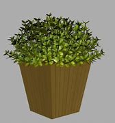 Image result for Buxus Box Plant