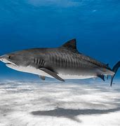 Image result for Tiger Shark Toys