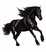 Image result for Dark Hare Horse