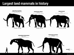 Image result for Prehistoric Mammals