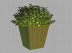 Image result for Buxus Box Plant