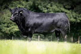 Image result for Aberdeen Angus Cow Goofy