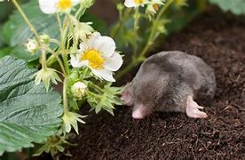 Image result for Weird Mole Traps