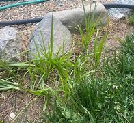 Image result for Nutsedge vs Crabgrass