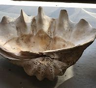 Image result for Mermaid Giant Clam Shell