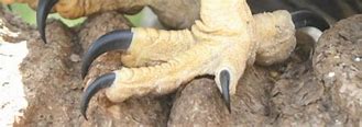 Image result for Sharp Talons