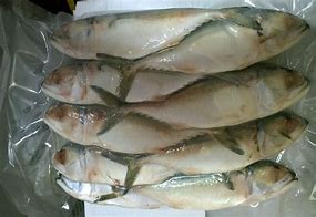 Image result for Indian Mackerel