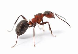 Image result for Small Red Ants