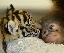 Image result for Baby Animal Hugables