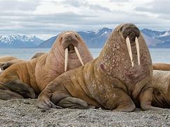 Image result for Walrus Baby Pics