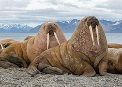 Image result for Walrus Songs