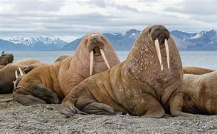 Image result for Walrus Rhyme