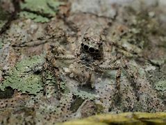 Image result for Spiders That Camouflage