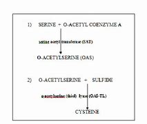 Image result for cysteine synthesis