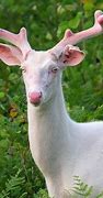 Image result for Albino Animals Calendar