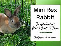 Image result for Mini Rex Babies