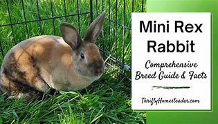 Image result for Lilac Rex Rabbit