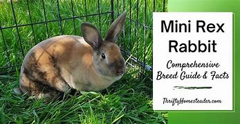 Image result for Mini Rex Rabbit Silhouette