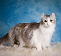 Image result for Top 5 Rarest Cats