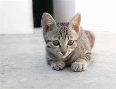 Image result for Grey Californa Swirl Kittens