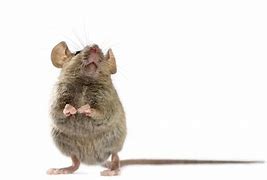 Image result for Mouse Musication